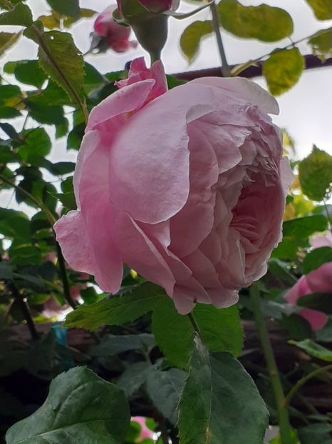  - 01 TRANDAFIRI 2024