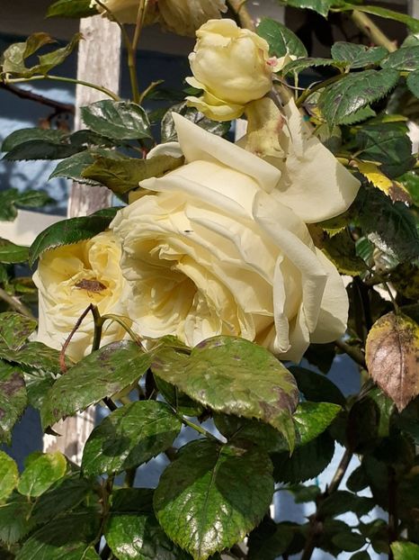  - 01 TRANDAFIRI 2024