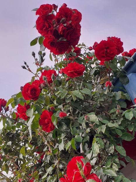  - 01 TRANDAFIRI 2024