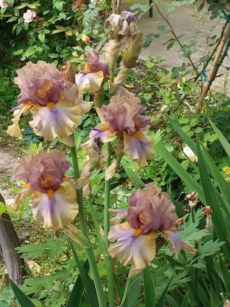  - IRIȘI 2024 - 2 _ 2025