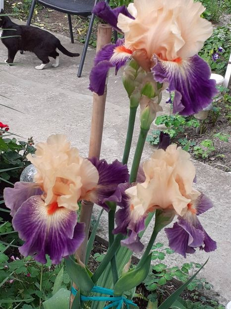  - IRIȘI 2024 - 2 _ 2025