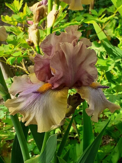  - IRIȘI 2024 - 2 _ 2025