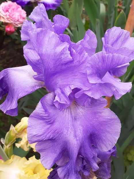  - IRIȘI 2024 - 2 _ 2025