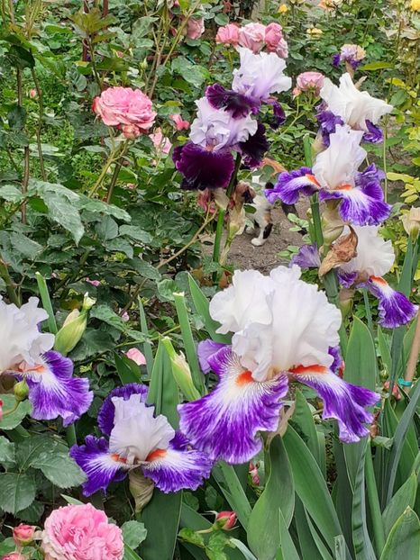  - IRIȘI 2024 - 2 _ 2025