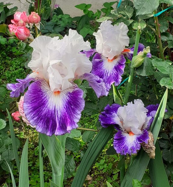  - IRIȘI 2024 - 2 _ 2025