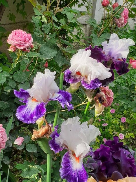  - IRIȘI 2024 - 2 _ 2025