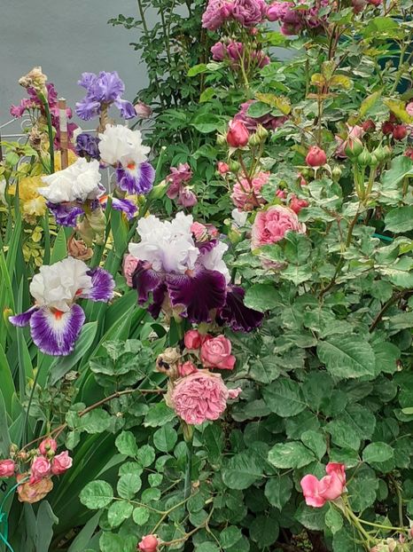  - IRIȘI 2024 - 2 _ 2025