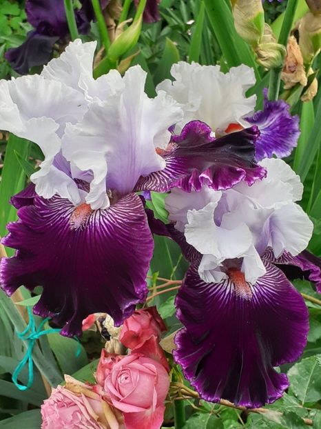  - IRIȘI 2024 - 2 _ 2025