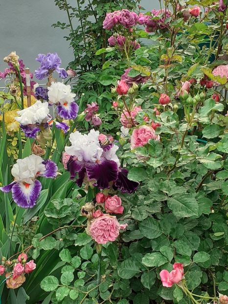  - IRIȘI 2024 - 2 _ 2025