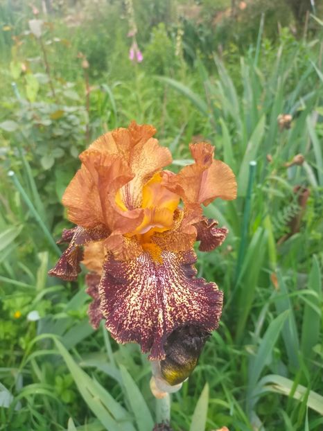 IMG20240519112318 - Mai 2024 vol 1