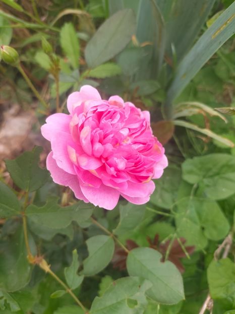 IMG20240519112308 - Mai 2024 vol 1