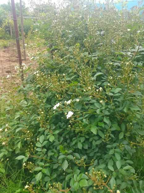 IMG20240519112218 - Mai 2024 vol 1