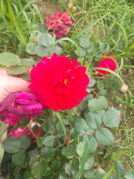 IMG20240519112137 - Mai 2024 vol 1