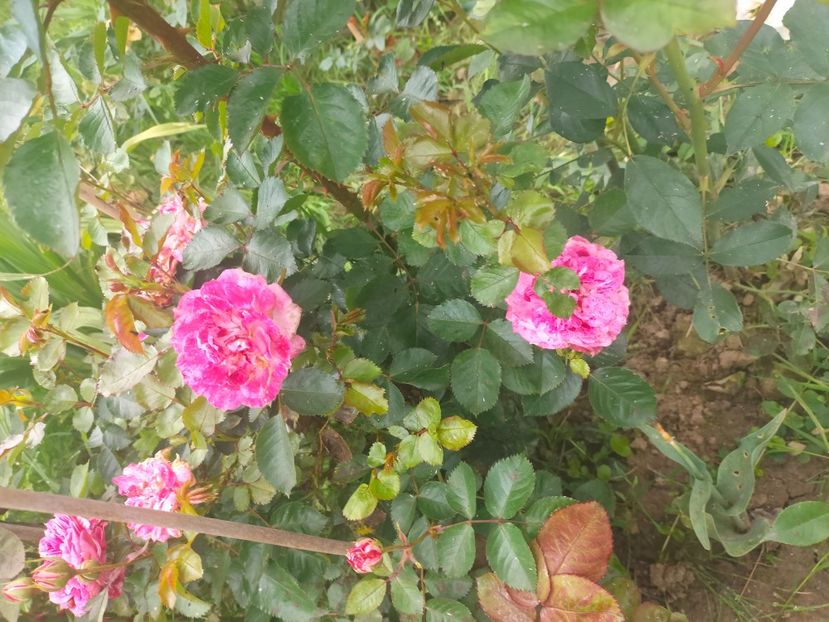 IMG20240519112106 - Mai 2024 vol 1