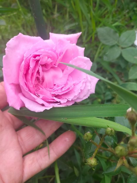 IMG20240519111931 - Mai 2024 vol 1