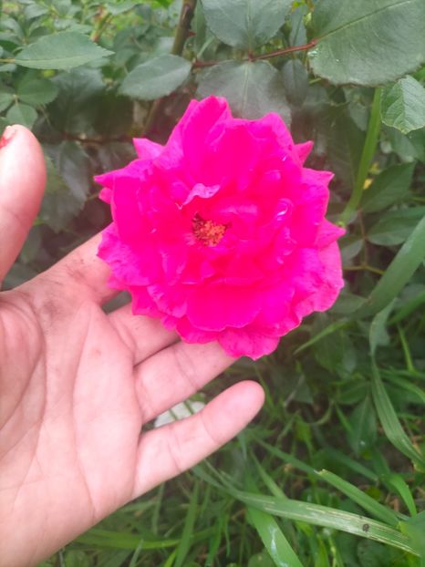 IMG20240519111925 - Mai 2024 vol 1