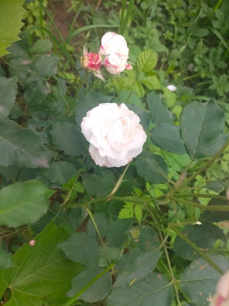 IMG20240519111647 - Mai 2024 vol 1