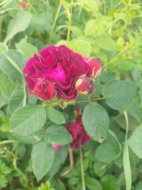 IMG20240519111642 - Mai 2024 vol 1