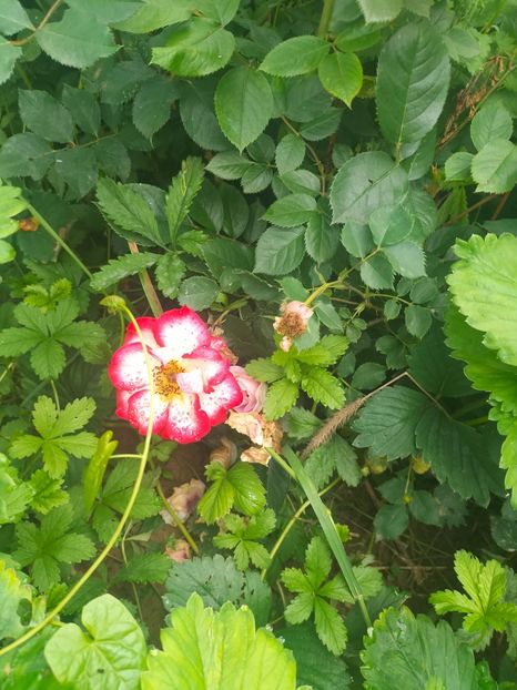 IMG20240519111138 - Mai 2024 vol 1