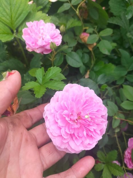 IMG20240519111112 - Mai 2024 vol 1