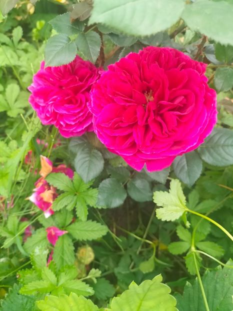 IMG20240519111051 - Mai 2024 vol 1