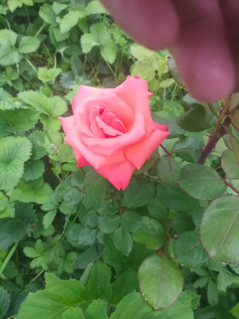 IMG20240519110829 - Mai 2024 vol 1