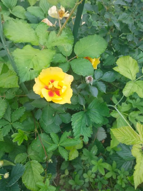 IMG20240519110824 - Mai 2024 vol 1