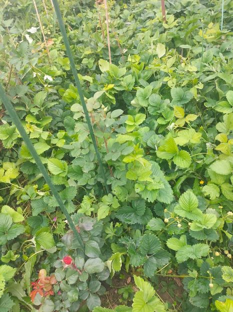 IMG20240519110821 - Mai 2024 vol 1