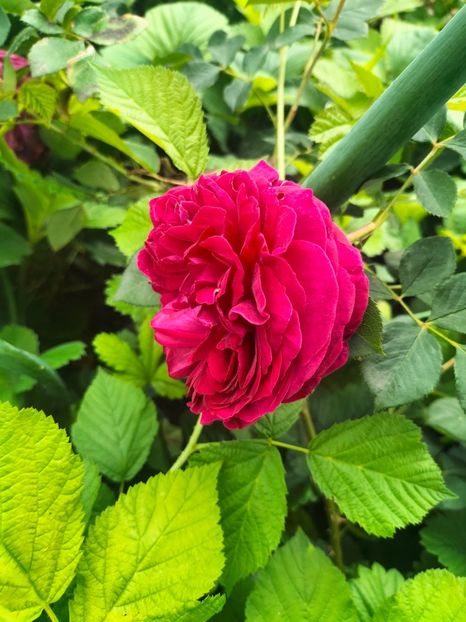 IMG20240519105719 - Mai 2024 vol 1