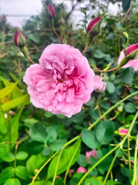 IMG20240519105256 - Mai 2024 vol 1