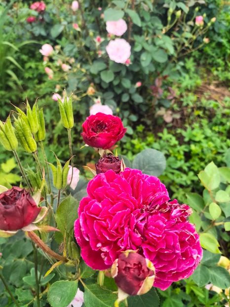 IMG20240519105223 - Mai 2024 vol 1