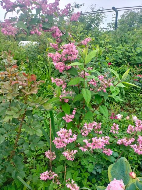 IMG20240519105158 - Mai 2024 vol 1