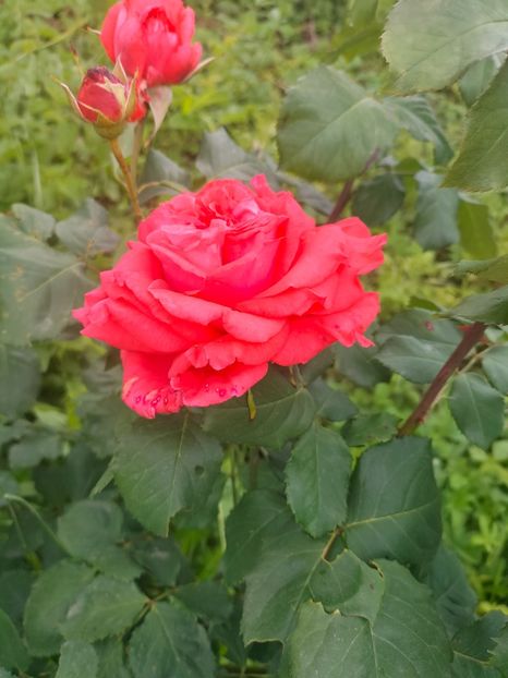 IMG20240519105052 - Mai 2024 vol 1