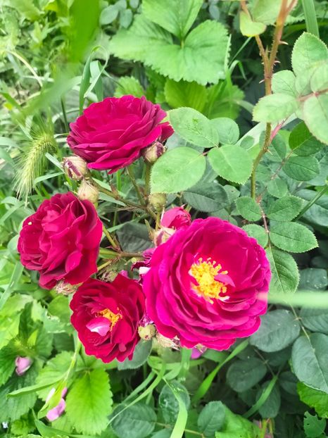 IMG20240519103907 - Mai 2024 vol 1