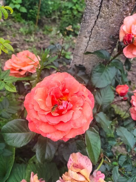 IMG20240519103852 - Mai 2024 vol 1