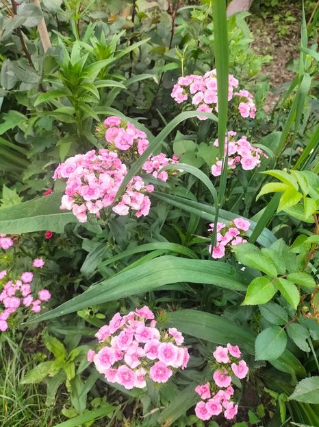 IMG20240519103819 - Mai 2024 vol 1