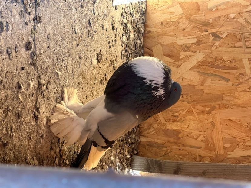  - Gușat de Pomerania