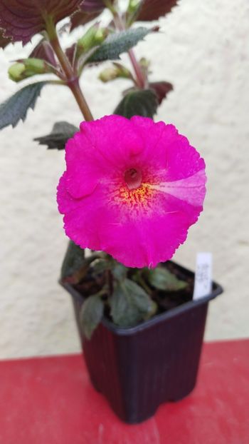 Inflorita pe 18 mai, de ziua lui Cosmin! ❤️ - 2024-BriD s Pink Lily