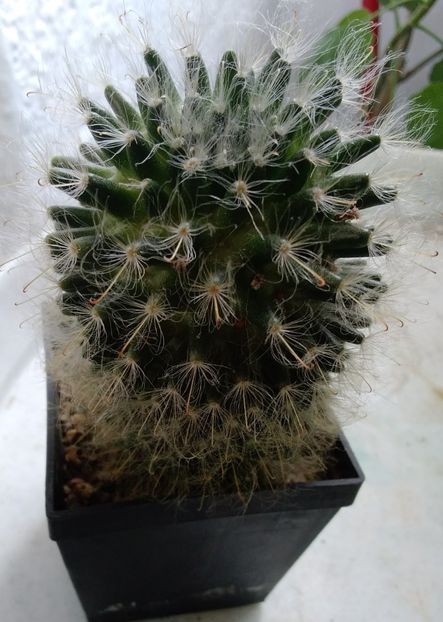 Mammillaria bocasana - cactusi de vanzare