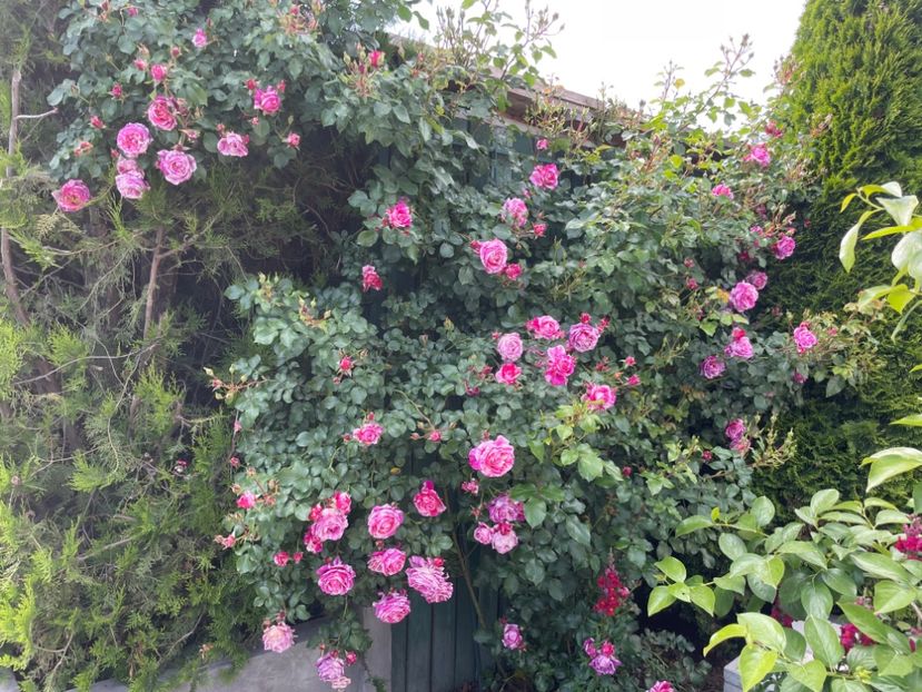  - 001 Trandafiri 2024