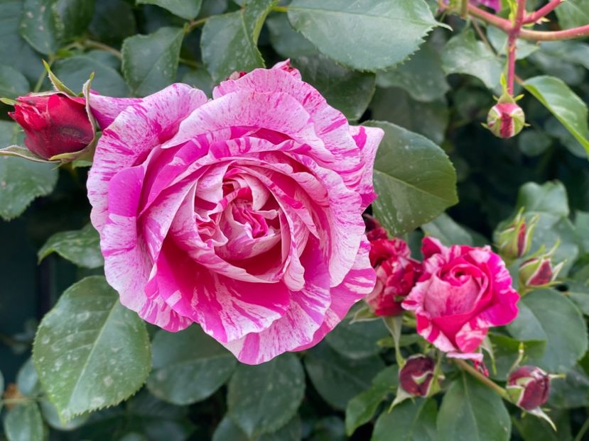  - 001 Trandafiri 2024