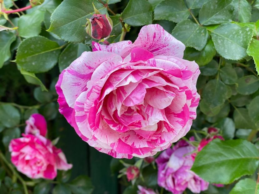  - 001 Trandafiri 2024