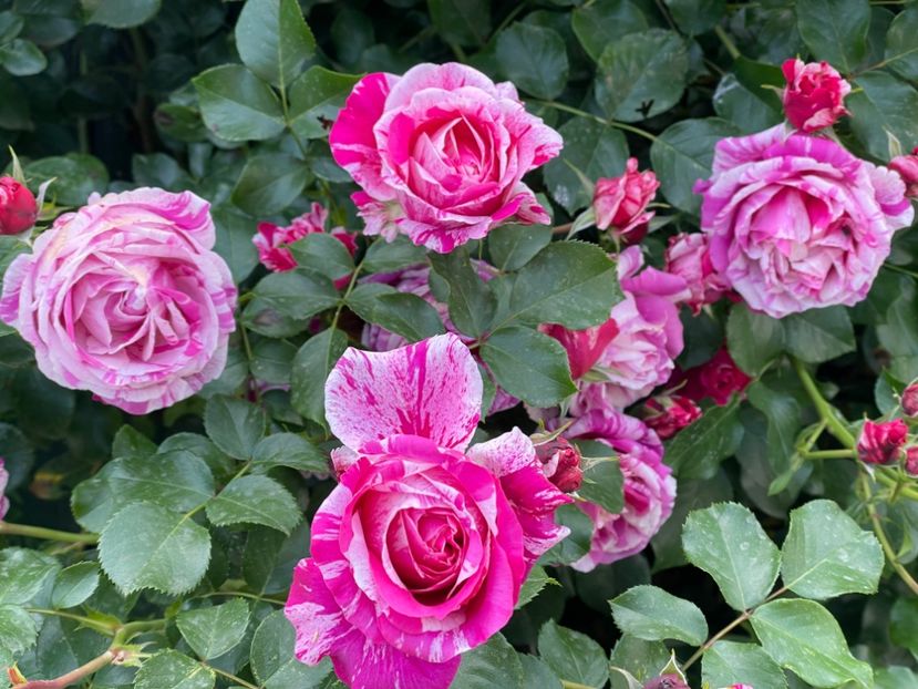  - 001 Trandafiri 2024