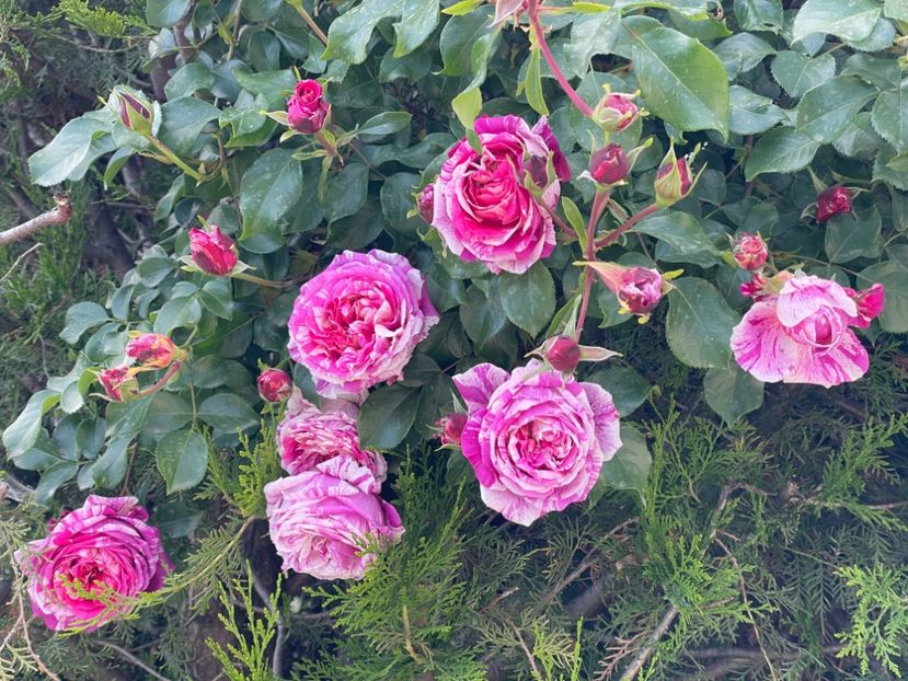  - 001 Trandafiri 2024