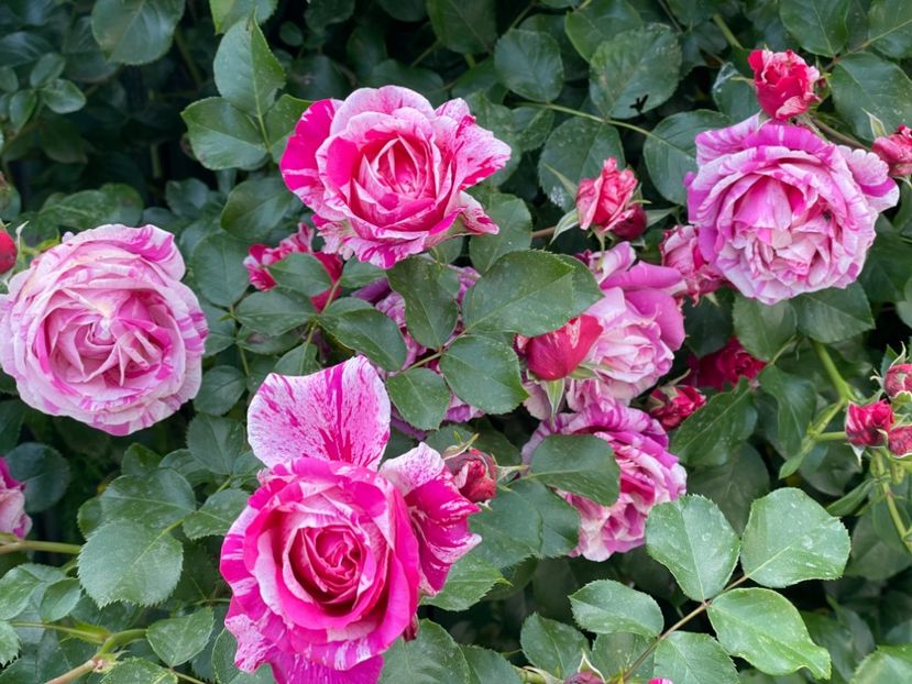  - 001 Trandafiri 2024