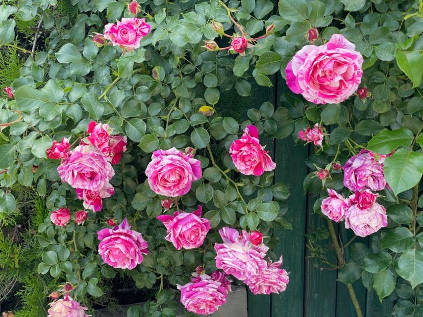  - 001 Trandafiri 2024