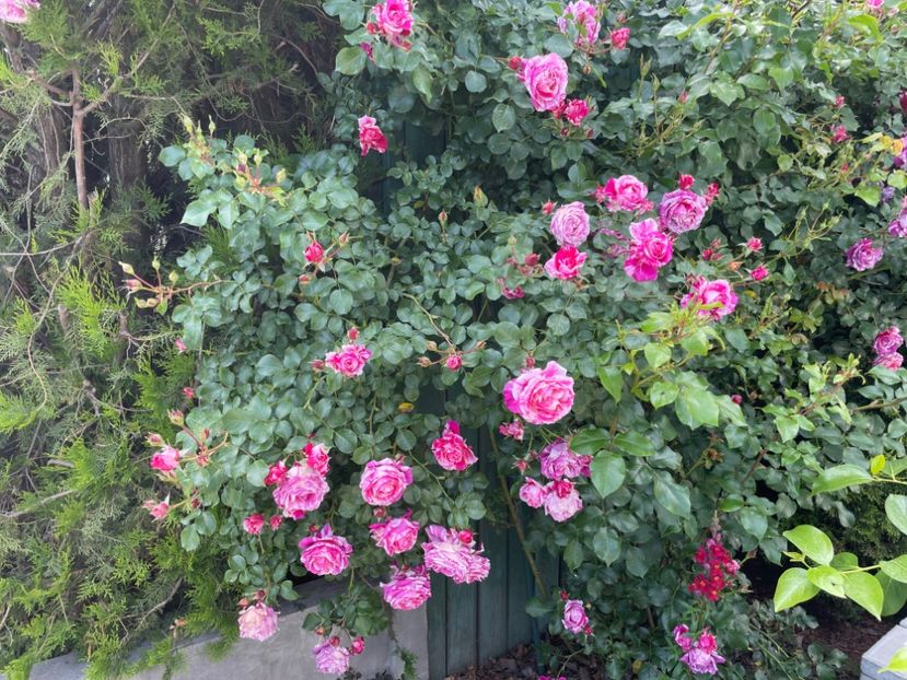  - 001 Trandafiri 2024