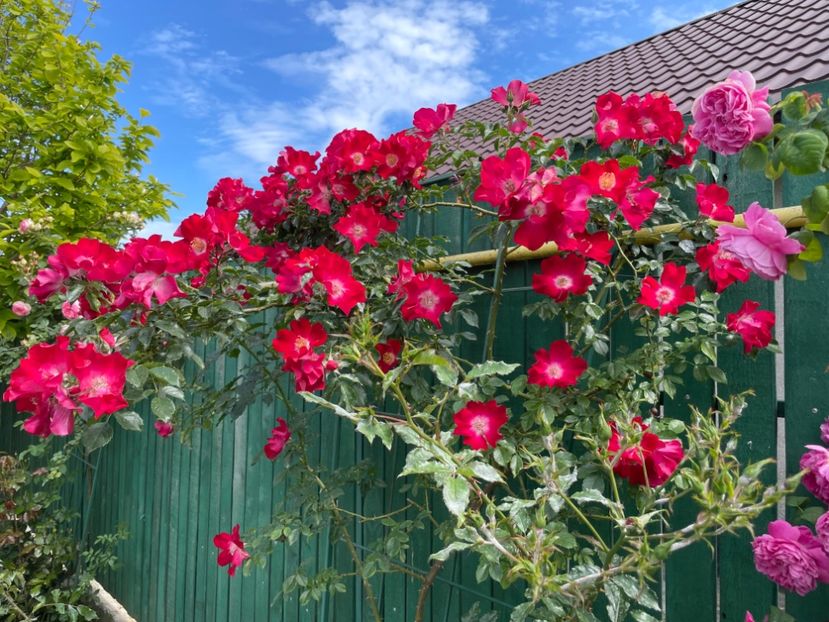  - 001 Trandafiri 2024