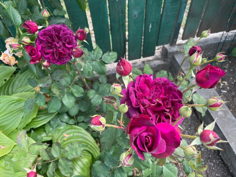  - 001 Trandafiri 2024