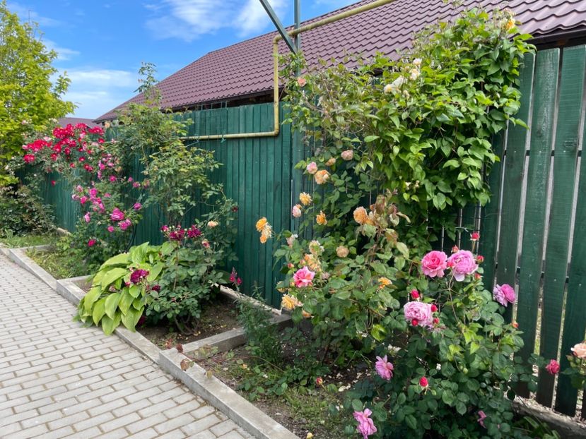  - 001 Trandafiri 2024